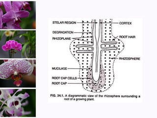 PGPR (Plant Growth Promoting Rhizobacteria).pdf