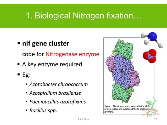 PGPR - Plant Growth Promoting Rhizobacteria | PDF