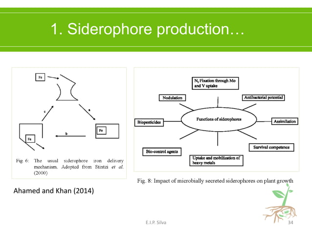 PGPR - Plant Growth Promoting Rhizobacteria | PDF