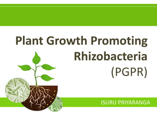 Plant Growth Promoting
Rhizobacteria
(PGPR)
ISURU PRIYARANGA
 