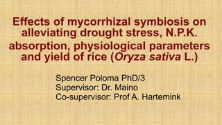 Effects of mycorrhizal symbiosis on
alleviating drought stress, N.P.K.
absorption, physiological parameters
and yield of rice (Oryza sativa L.)
Spencer Poloma PhD/3
Supervisor: Dr. Maino
Co-supervisor: Prof A. Hartemink
 