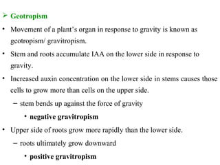  Geotropism
• Movement of a plant’s organ in response to gravity is known as
geotropism/ gravitropism.
• Stem and roots accumulate IAA on the lower side in response to
gravity.
• Increased auxin concentration on the lower side in stems causes those
cells to grow more than cells on the upper side.
– stem bends up against the force of gravity
• negative gravitropism
• Upper side of roots grow more rapidly than the lower side.
– roots ultimately grow downward
• positive gravitropism
 