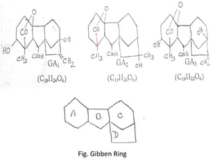 Fig. Gibben Ring
 