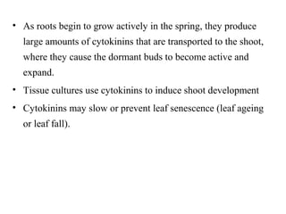 • As roots begin to grow actively in the spring, they produce
large amounts of cytokinins that are transported to the shoot,
where they cause the dormant buds to become active and
expand.
• Tissue cultures use cytokinins to induce shoot development
• Cytokinins may slow or prevent leaf senescence (leaf ageing
or leaf fall).
 