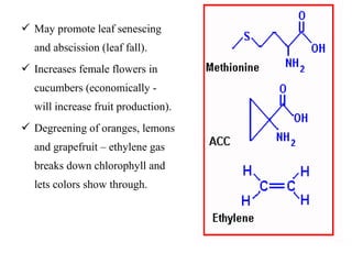  May promote leaf senescing
and abscission (leaf fall).
 Increases female flowers in
cucumbers (economically -
will increase fruit production).
 Degreening of oranges, lemons
and grapefruit – ethylene gas
breaks down chlorophyll and
lets colors show through.
 