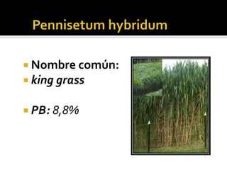  Nombre común:
 king grass

 PB: 8,8%
 