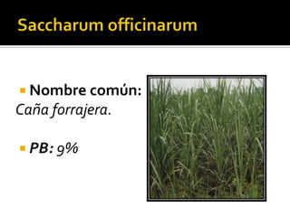  Nombre común:
Caña forrajera.

 PB: 9%
 