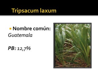  Nombre común:
Guatemala

PB: 12,7%
 