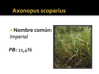  Nombre común:
Imperial

PB: 11,4%
 