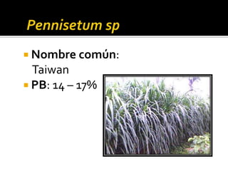 Nombre común:
  Taiwan
 PB: 14 – 17%
 