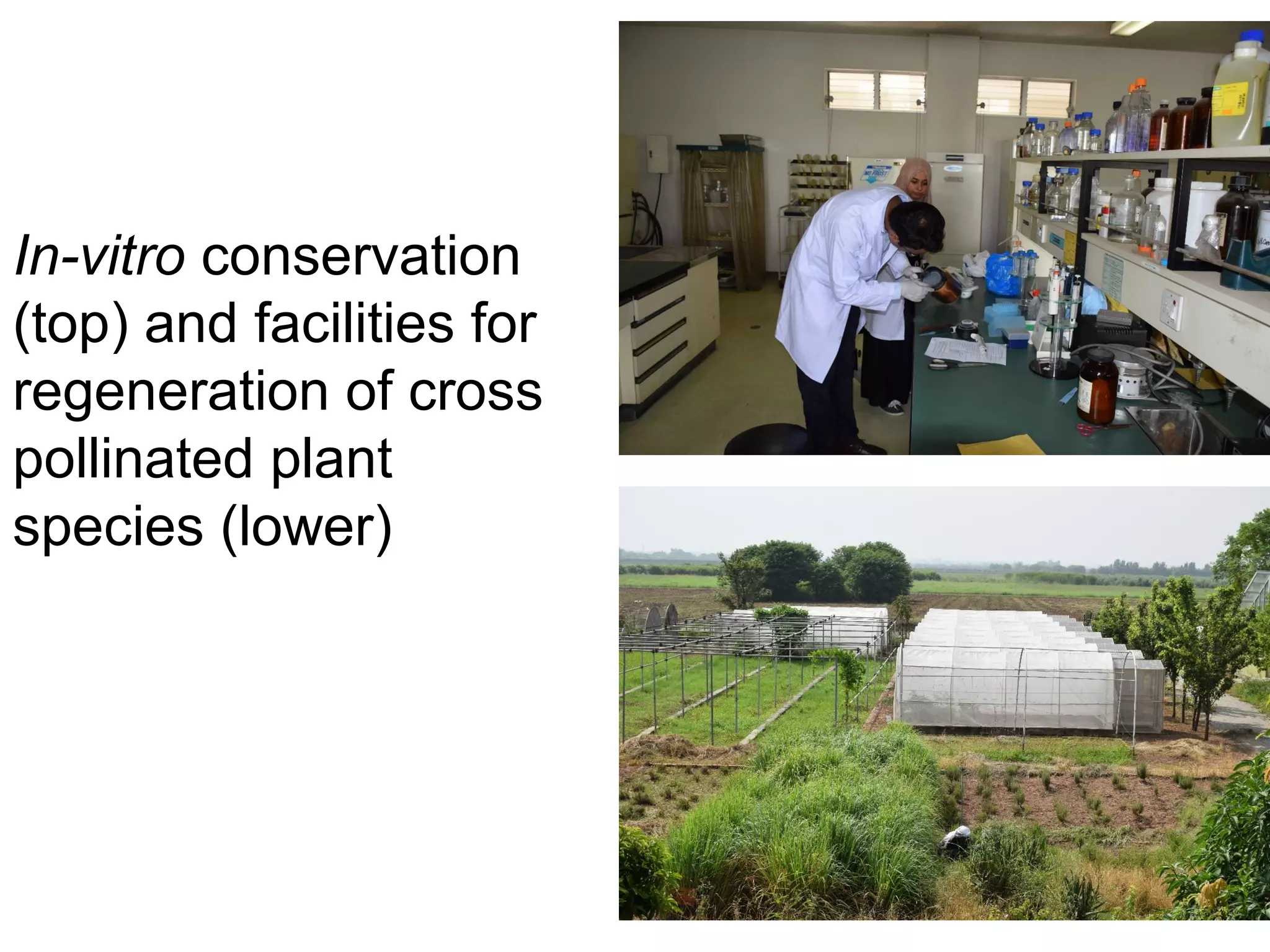 In-vitro conservation
(top) and facilities for
regeneration of cross
pollinated plant
species (lower)
 