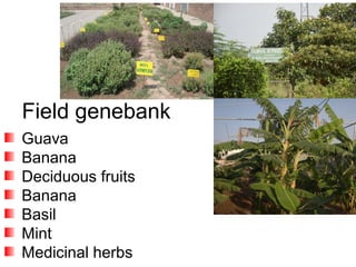 Field genebank
Guava
Banana
Deciduous fruits
Banana
Basil
Mint
Medicinal herbs
 