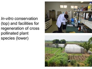 In-vitro conservation
(top) and facilities for
regeneration of cross
pollinated plant
species (lower)
 
