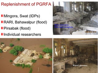 Replenishment of PGRFA
Mingora, Swat (IDPs)
RARI, Bahawalpur (flood)
Pirsabak (flood)
Individual researchers
 