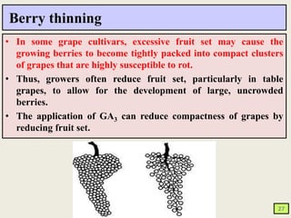 Plant growth regulators in grapes | PPTX