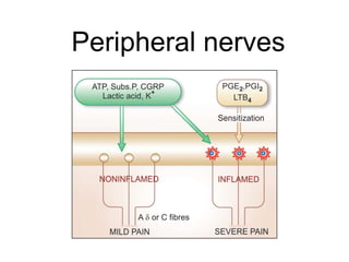Peripheral nerves
 
