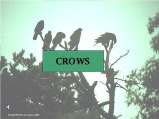 CROWS  at Island Glades CROWS CROWS PowerPoint on auto play 