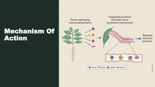 Insect Resistant Transgenic Plants | PPTX