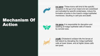 Insect Resistant Transgenic Plants | PPTX