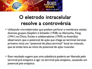 O eletrodo intracelular
resolve a controvérsia
●
Utilizando microeletrodos que podiam perfurar a membrana celular,
diversos grupos (Gopfert e Schaefer (1938) na Alemanha, Feng
(1941) na China, Eccles e colaboradores (1939) na Austrália)
observaram que o potencial de ação que chega ao terminal nervoso
primeiro inicia um “potencial de placa terminal” local no músculo,
que só então leva ao início do potencial de ação muscular.
●
Esse resultado sugere que uma substância poderia ser liberada pelo
terminal pré-sináptico e agir no terminal pós-sináptico, causando um
potencial pós-sináptico.
 