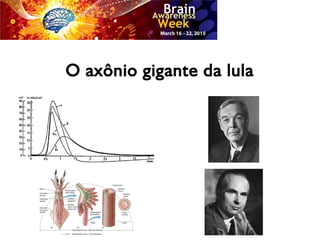 O axônio gigante da lula
 