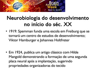 Neurobiologia do desenvolvimento
no início do séc. XX
●
1919: Spemman funda uma escola em Freiburg que se
tornará um centro de estudos de desenvolvimento;
Viktor Hamburger e Johannes Holtfreter
● Em 1924, publica um artigo clássico com Hilde
Mangold demonstrando a formação de uma segunda
placa neural após a implantação, sugerindo
propriedades organizadoras do tecido
 