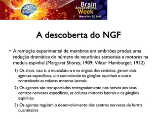 A descoberta do NGF
●
A remoção experimental de membros em embriões produz uma
redução dramática do número de neurônios sensoriais e motores na
medula espinhal (Margaret Shorey, 1909; Viktor Hamburger, 1932)
1) Os alvos, isso é, a musculatura e os órgãos dos sentidos, geram dois
agentes específicos, um controlando os gânglios espinhais e outro
controlando as colunas motoras laterais.
2) Os agentes são transportados retrogradamente nos nervos aos seus
centros nervosos específicos, as colunas motoras laterais e os gânglios
espinhais
3) Os agentes regulam o desenvolvimento dos centros nervosos de forma
quantitativa
 