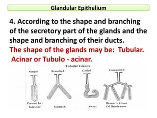 Histology_final_to_Connective,Bone,Cartilage-Tissues_ and_Blood.pdf