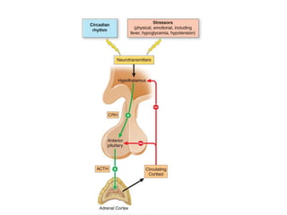 Addison disease | PPTX