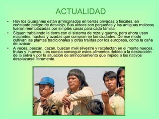 ACTUALIDAD Hoy los Guaraníes están arrinconados en tierras privadas o fiscales, en constante peligro de desalojo. Sus aldeas son pequeñas y las antiguas malocas fueron reemplazadas por simples casas para cada familia.  Siguen trabajando la tierra con el sistema de roza y quema, pero ahora usan machetes, hachas y azadas que compran en las ciudades. De ese modo cultivan las plantas tradicionales y otras traídas por los europeos, como la caña de azúcar.  A veces, pescan, cazan, buscan miel silvestre y recolectan en el monte nueces, frutas y  huevos. Les cuesta conseguir estos alimentos debido a la destrucción de la selva y por la situación de arrinconamiento que impide a los nativos desplazarse libremente. 