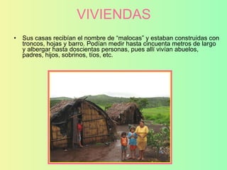 VIVIENDAS Sus casas recibían el nombre de “malocas” y estaban construidas con troncos, hojas y barro. Podían medir hasta cincuenta metros de largo y albergar hasta doscientas personas, pues allí vivían abuelos, padres, hijos, sobrinos, tíos, etc. 