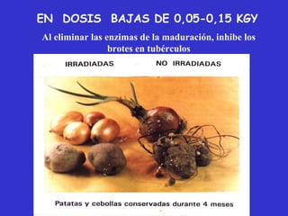 EN DOSIS BAJAS DE 0,05-0,15 KGY
Al eliminar las enzimas de la maduración, inhibe los
                 brotes en tubérculos
 