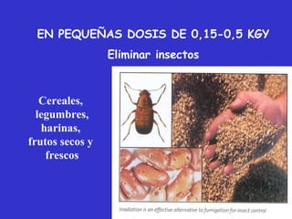 EN PEQUEÑAS DOSIS DE 0,15-0,5 KGY
                 Eliminar insectos



   Cereales,
  legumbres,
   harinas,
frutos secos y
    frescos
 