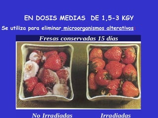 EN DOSIS MEDIAS DE 1,5-3 KGY
Se utiliza para eliminar microorganismos alterativos:

              Fresas conservadas 15 días




           No Irradiadas               Irradiadas
 