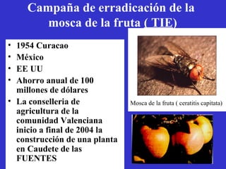 Campaña de erradicación de la
       mosca de la fruta ( TIE)
• 1954 Curacao
• México
• EE UU
• Ahorro anual de 100
  millones de dólares
• La conselleria de            Mosca de la fruta ( ceratitis capitata)
  agricultura de la
  comunidad Valenciana
  inicio a final de 2004 la
  construcción de una planta
  en Caudete de las
  FUENTES
 