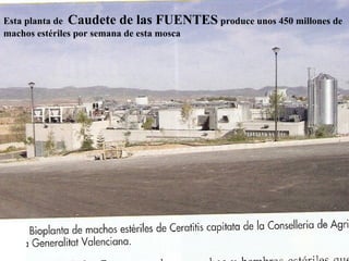 Esta planta de Caudete de las FUENTES produce unos 450 millones de
machos estériles por semana de esta mosca
 
