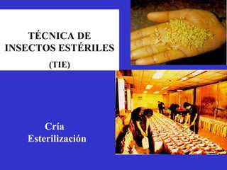 TÉCNICA DE
INSECTOS ESTÉRILES
        (TIE)




       Cría
   Esterilización
 