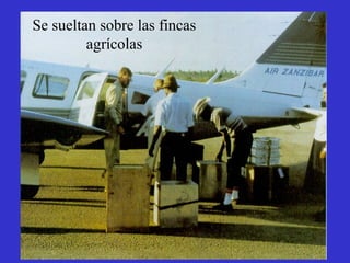 Se sueltan sobre las fincas
         agrícolas
 