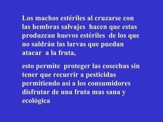 Los machos estériles al cruzarse con
las hembras salvajes hacen que estas
produzcan huevos estériles de los que
no saldrán las larvas que puedan
atacar a la fruta,
esto permite proteger las cosechas sin
tener que recurrir a pesticidas
permitiendo así a los consumidores
disfrutar de una fruta mas sana y
ecológica
 