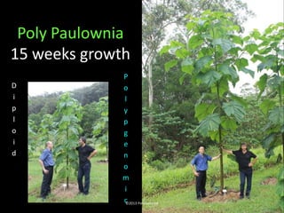 Poly Paulownia
15 weeks growth
              P
D             o
i             l
p             y
l             p
o             g
i             e
d             n
              o
              m
              i
              c PolyGenomX
              ©2013
 
