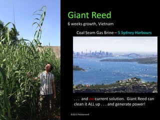 Giant Reed
6 weeks growth, Vietnam
      Coal Seam Gas Brine – 5 Sydney Harbours




   . . . and no current solution. Giant Reed can
   clean it ALL up . . . and generate power!

 ©2013 PolyGenomX
 