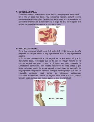 7) MUCOSIDAD NASAL
En el hombre sano se encuentra entre 6,4-6,8, aunque puede alcanzar el 7.
En el niño un poco más ácido. Hay variaciones naturales del pH o como
consecuencia de patologías. También hay variaciones a lo largo del dia, en
general la tendencia es a alcalinizarse a lo largo del día, en el reposo a la
acidez. La capacidad tampón de la mucosa es baja.
8) MUCOSIDAD VAGINAL
En la fase menstrual el pH es de 7.0 (entre 6.8 y 7.2), como en la niña
prepuber. Es un pH neutro o muy ligeramente ácido o muy ligeramente
alcalino.
– En la fase premenstrual el pH vaginal es de 4.0 (entre 3.8 y 4.2),
claramente ácido, recuérdese que es la fase de mayor trofismo de la
mucosa vaginal, con gran riqueza de glicógeno, con gran presencia de
Lactobacillus acidophilus, con notable producción de ácido láctico y, por
tanto, del mayor grado de acidez vaginal, como índices de expresión de
mayor pureza o depuración natural o biológica de la vagina (lo que crea un
indudable ambiente hostil contra los gérmenes patógenos).
– Durante el resto del ciclo el pH vaginal varía entre 4.0 y 5.0, siendo
también ácido, aunque algo menos que en la fase premenstrual.
 