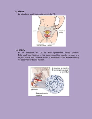 9) ORINA
La orina tiene un pH que oscila entre 4,8 y 7,5.
10) SEMEN
Es de alrededor de 7,5 es decir ligeramente básico (alcalino)
Esta alcalinidad favorece a los espermatozoides cuando ingresan a la
vagina, ya que esta presenta acidez, la alcalinidad contra resta la acidez y
los espermatozoides no mueren.
 