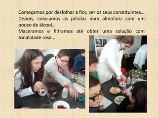 Começamos por desfolhar a flor, ver os seus constituintes…
Depois, colocamos as pétalas num almofariz com um
pouco de álcool…
Maceramos e filtramos até obter uma solução com
tonalidade rosa…

 