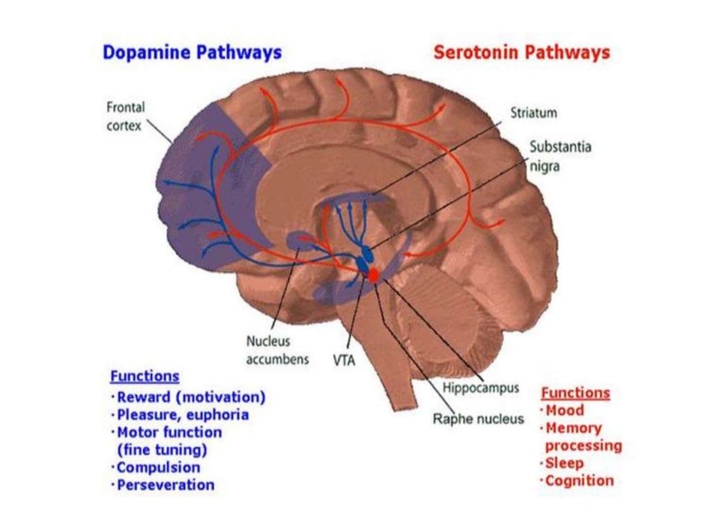 serotonin/neurotransmitter