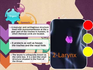 Speeach
Organs
2-Larynx
• A muscular and cartilaginous structure
lined with mucousmembrane at the u
pper part of the trachea in humans, in
which thevocal cords are located.
• It protects as well as houses
the trachea and the vocal folds
• The larynx is colloquially known as
the voice box. It is a box-like small
structure situated in the front of
the throat .
 