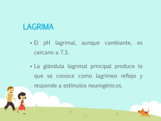 LAGRIMA
 El pH lagrimal, aunque cambiante, es
cercano a 7.3.
 La glándula lagrimal principal produce lo
que se conoce como lagrimeo reflejo y
responde a estímulos neurogénicos.
 