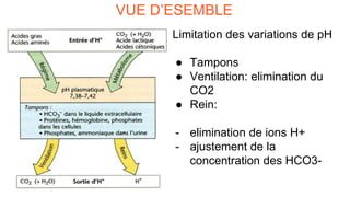 VUE D’ESEMBLE
Limitation des variations de pH
● Tampons
● Ventilation: elimination du
CO2
● Rein:
- elimination de ions H+
- ajustement de la
concentration des HCO3-
 