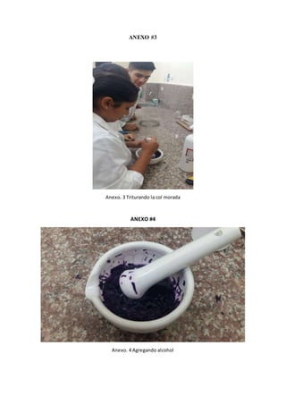 ANEXO #3
Anexo. 3 Triturando la col morada
ANEXO #4
Anexo. 4 Agregando alcohol
 