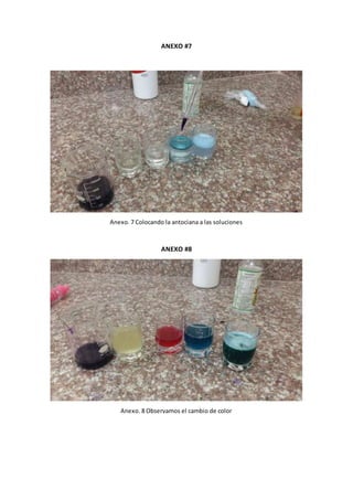 ANEXO #7
Anexo. 7 Colocando la antociana a las soluciones
ANEXO #8
Anexo. 8 Observamos el cambio de color
 